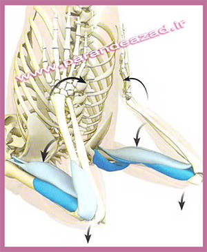 ,Yoga,یوگا,یوگاکرج,کلاس یوگا,آموزش یوگا,ساروانگاسانا,ایستادن روی شانه, نیرالامبا ساروانگاسانا,یوگا کرج,آرامش مغز,کاهش استرس,کاهش افسردگی,درمان یبوست,زیبایی,شادابی,سلامتی,باشگاه یوگا پرنده آزاد,وضعیتهای معکوس یوگا,